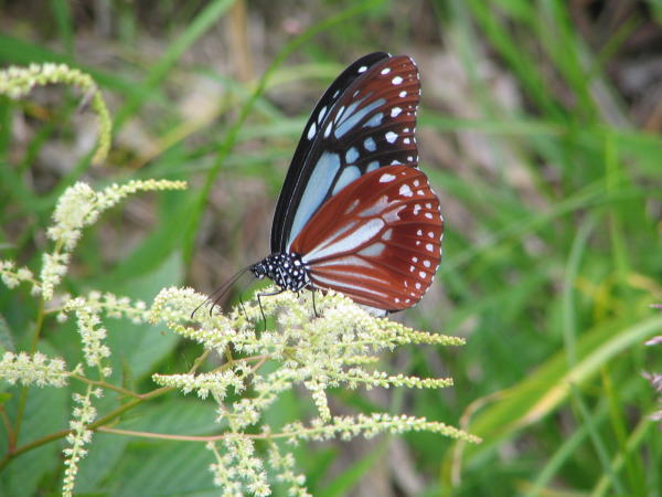 ���}�u�L�V���E�}�ԂƃA�T�M�}�_����