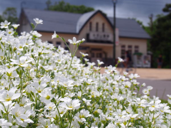 �V���~�~�i�O�T�̉ԑ������