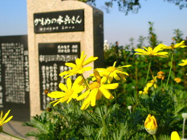 ユリオプスデージー花初冬