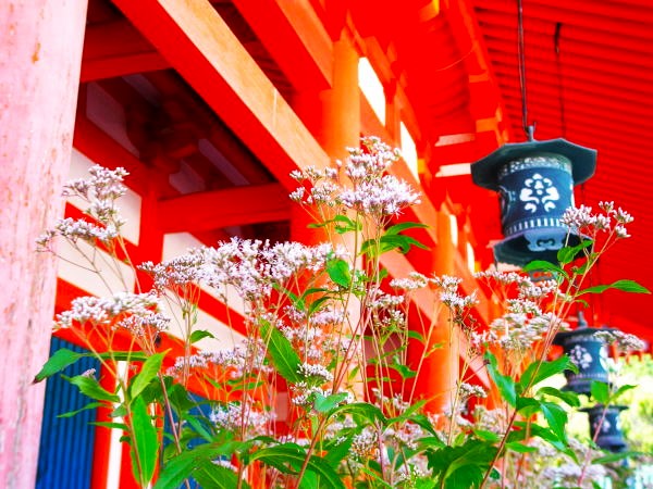 �t�W�o�J�}�ԋ��s