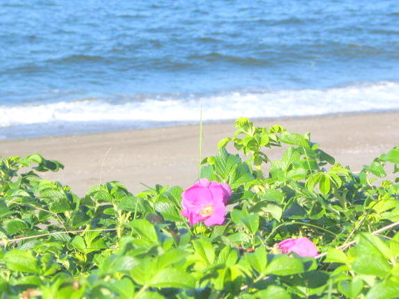 ハマナスの花とオホーツク海