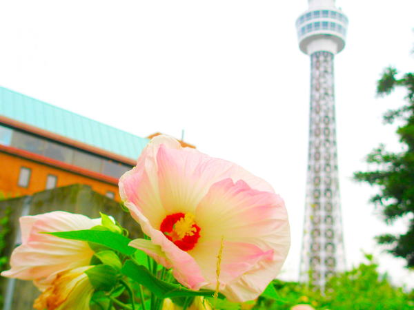 �t���E�ԉ��l