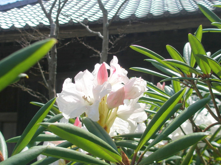 シャクナゲ花写真