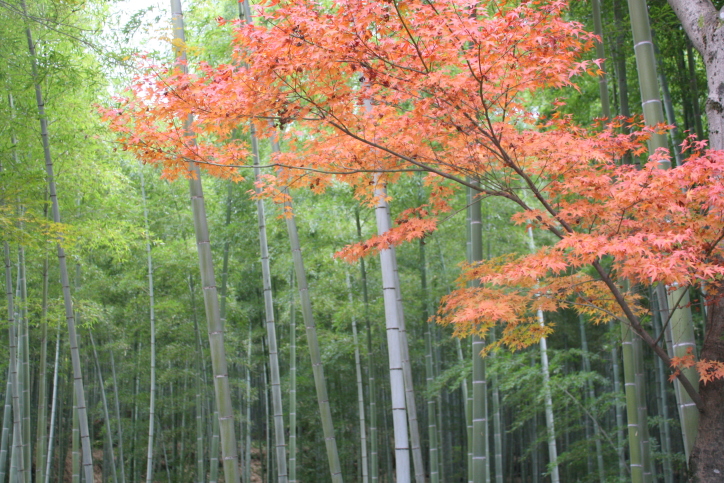 亀山公園竹林と紅葉