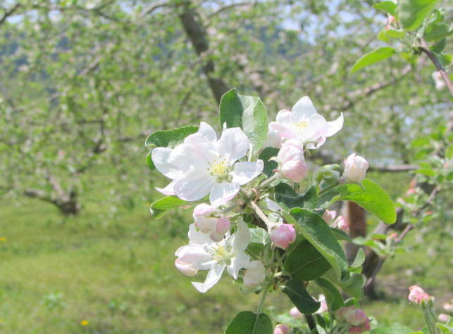 リンゴ白色花画像