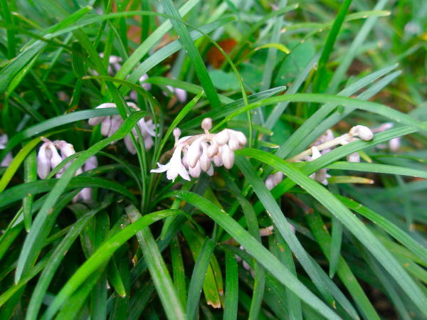 �W���m�q�Q��