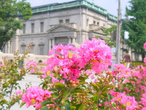大阪中之島サルスベリ花画像