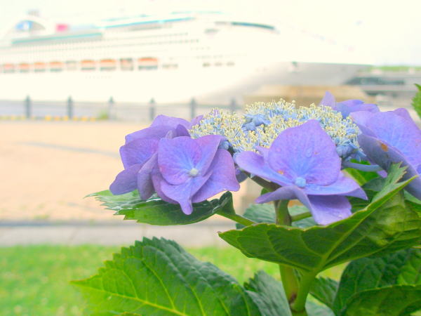 ガクアジサイ紫色