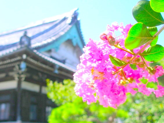 サルスベリの花と本覚寺