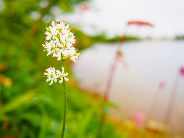 �C���V���E�u�Ԕ����r