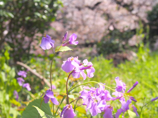 オオアラセイトウ花画像