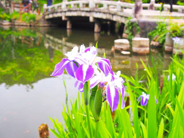 �J�L�c�o�^�ԉ~�R����