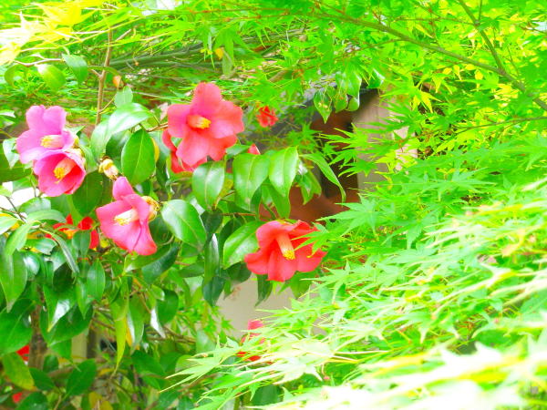 ���u�c�o�L�ԓ��R