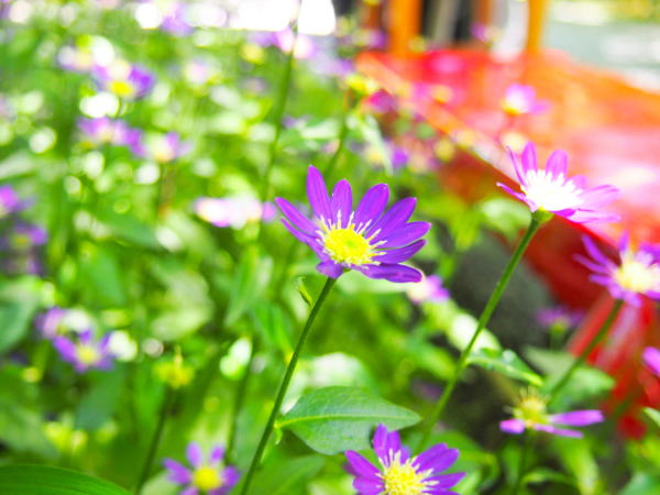 �~���R�����i�ԑ匴