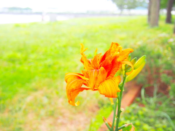 野島公園ヤブカンゾウ花