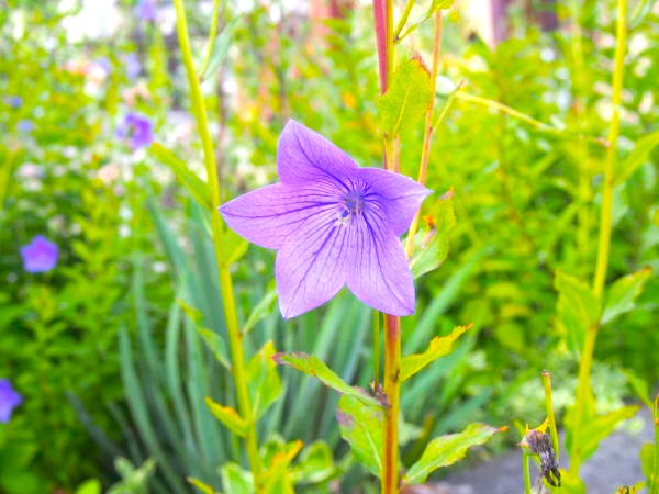 �L�L���E�ԉ摜