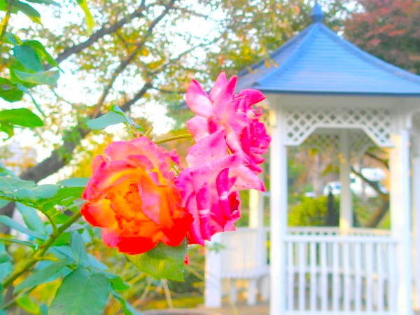 初冬バラ花画像