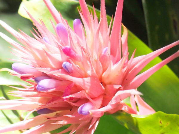 シマサンゴアナナス花