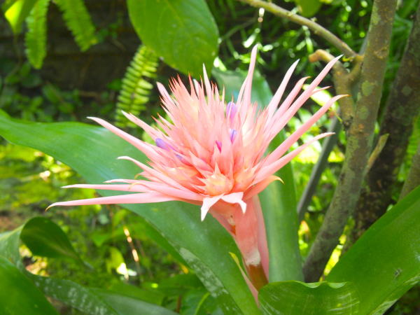 シマサンゴアナナス花