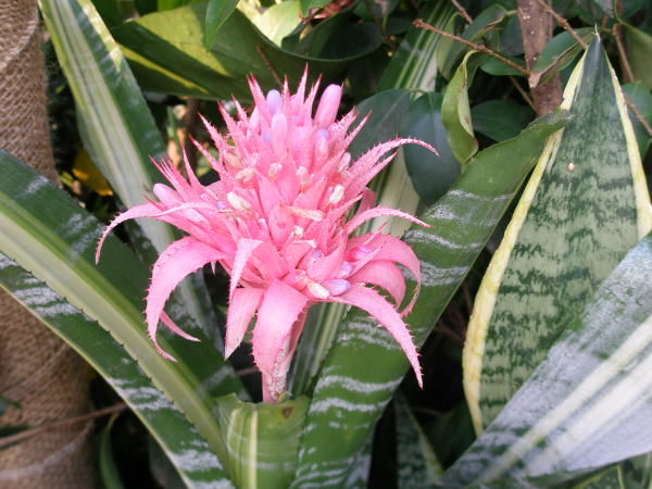 シマサンゴアナナス花葉