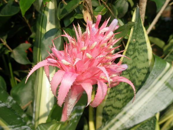 シマサンゴアナナス花