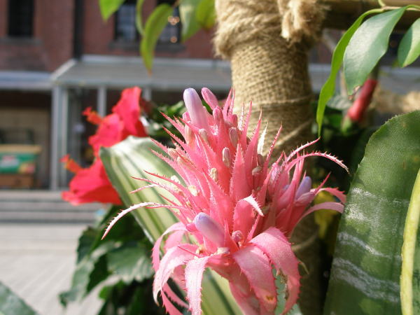 シマサンゴアナナス花葉