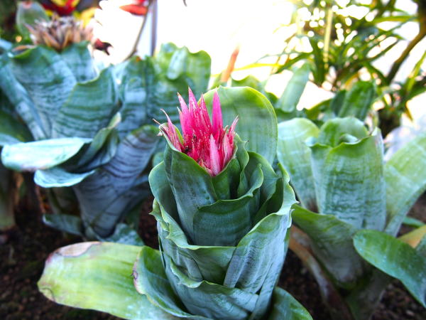 シマサンゴアナナス葉