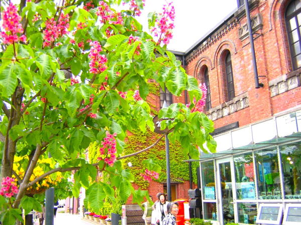 ベニバナトチノキ花画像