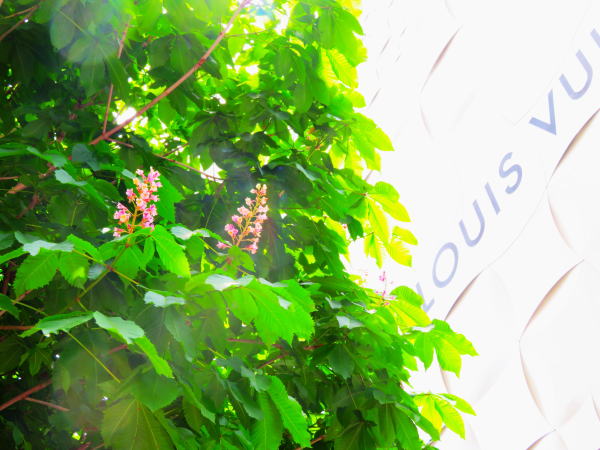 ベニバナトチノキ花画像