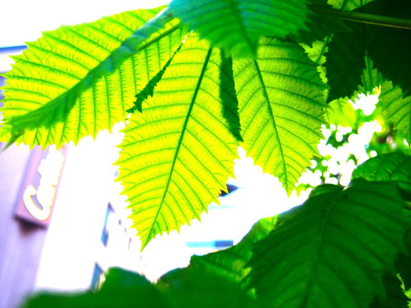 ベニバナトチノキ葉画像