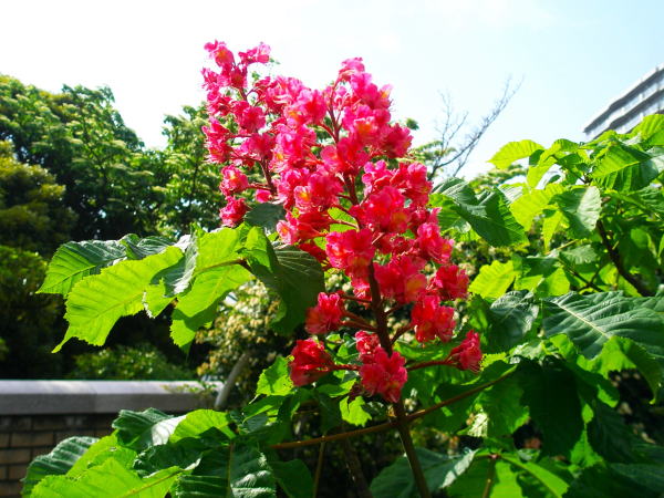 アメリカ山公園ベニバナトチノキ花画像