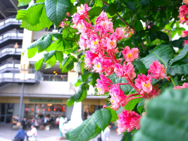 ベニバナトチノキ花画像