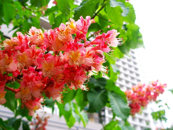 ベニバナトチノキ花画像