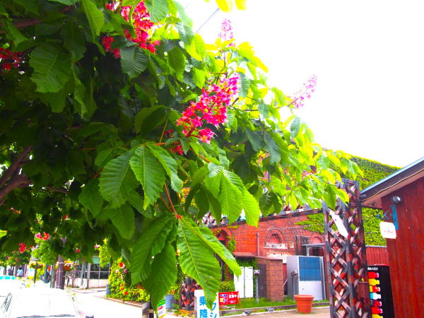 ベニバナトチノキ花画像