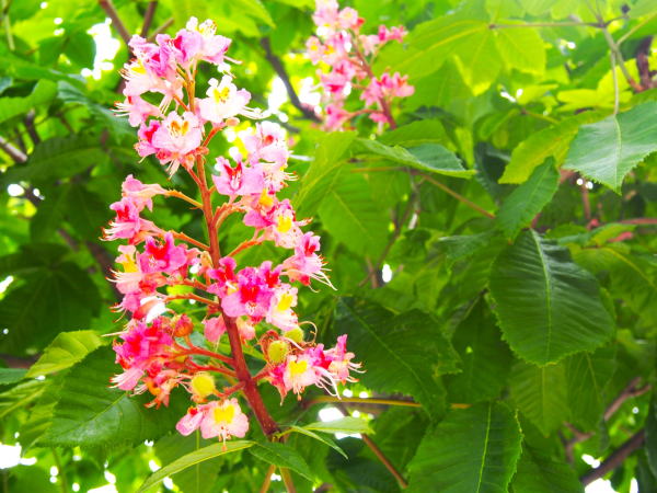 ベニバナトチノキ花画像