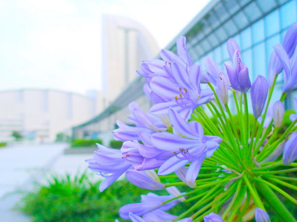 アガパンサス花