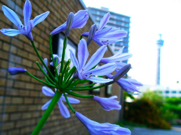 アガパンサス花画像