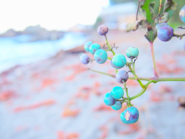 ノブドウ実観音崎公園