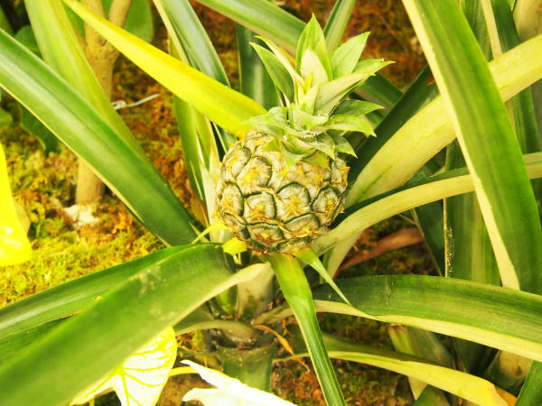 パイナップル実