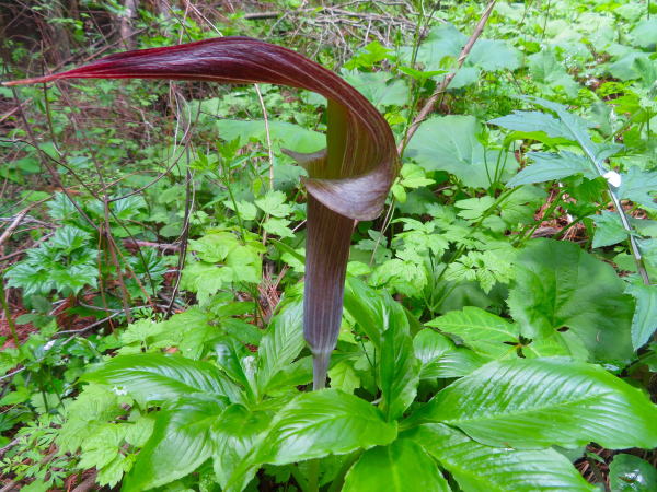 ミミガタテンナンショウ仏炎苞