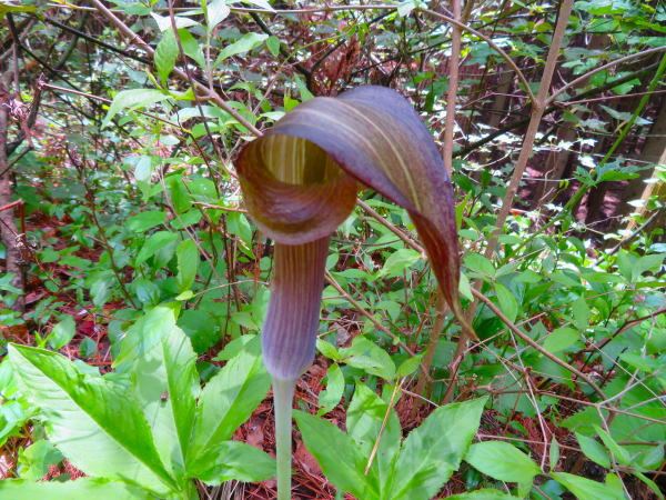 ミミガタテンナンショウ仏炎苞