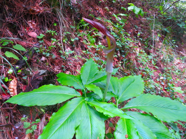 ミミガタテンナンショウ花葉