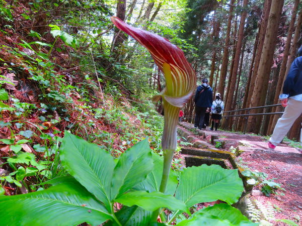 ミミガタテンナンショウ花
