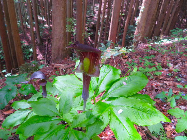 ミミガタテンナンショウ花葉