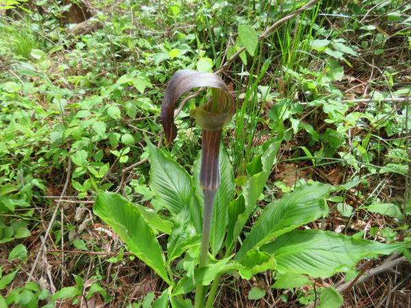 ミミガタテンナンショウ花葉