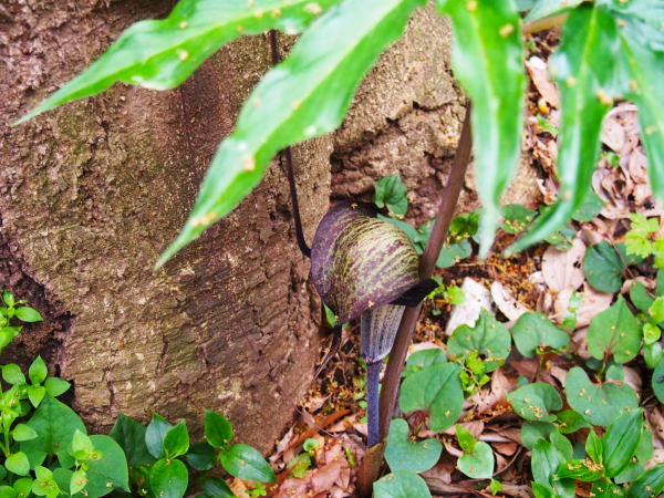 ウラシマソウの花