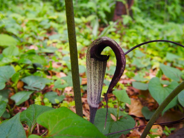 ウラシマソウの花