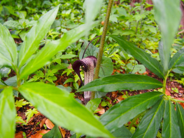 ウラシマソウ仏炎苞と葉