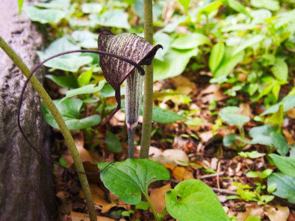ウラシマソウの花