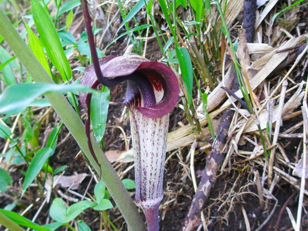 ウラシマソウの花